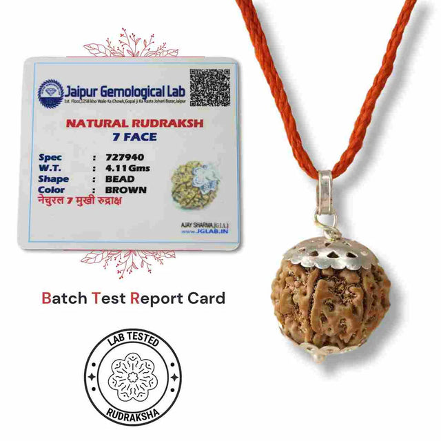 7 Mukhi Nepali Rudraksha - Saat Mukhi