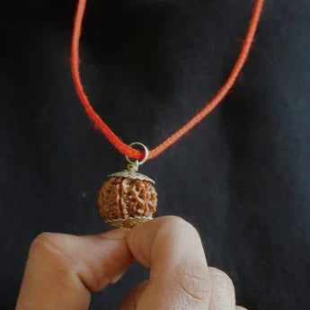 Nepali/Indian Rudraksha