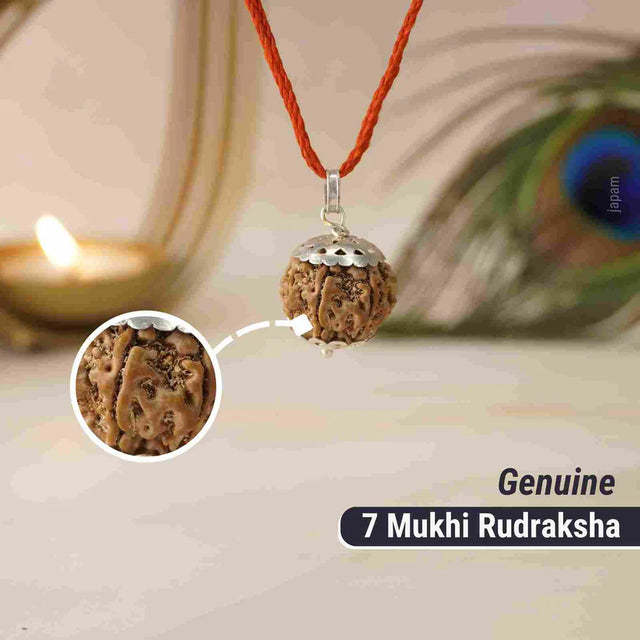 7 Mukhi Nepali Rudraksha - Saat Mukhi